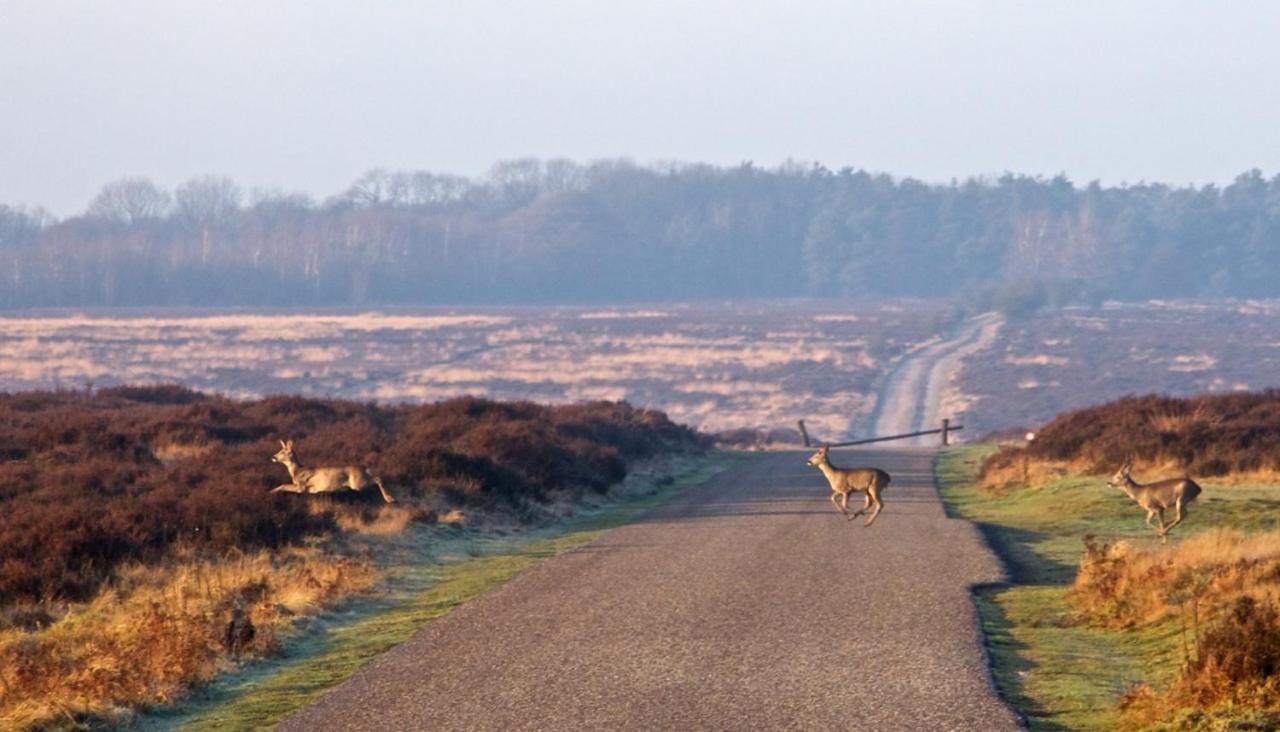 Heerlijke Vakantiewoning Veluwse Bossen Putten Kültér fotó