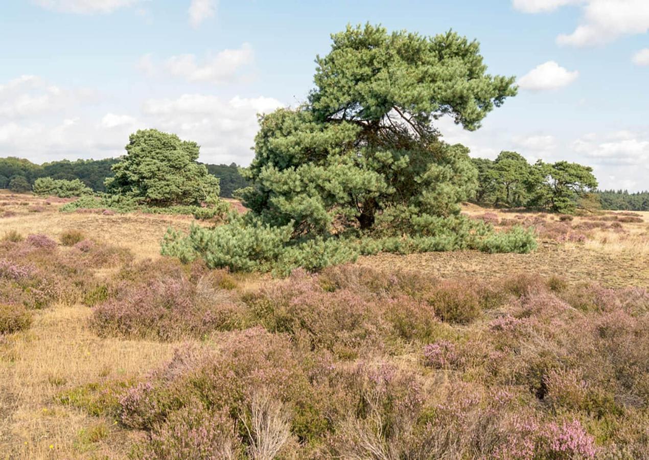 Heerlijke Vakantiewoning Veluwse Bossen Putten Kültér fotó